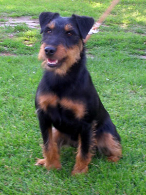 doli